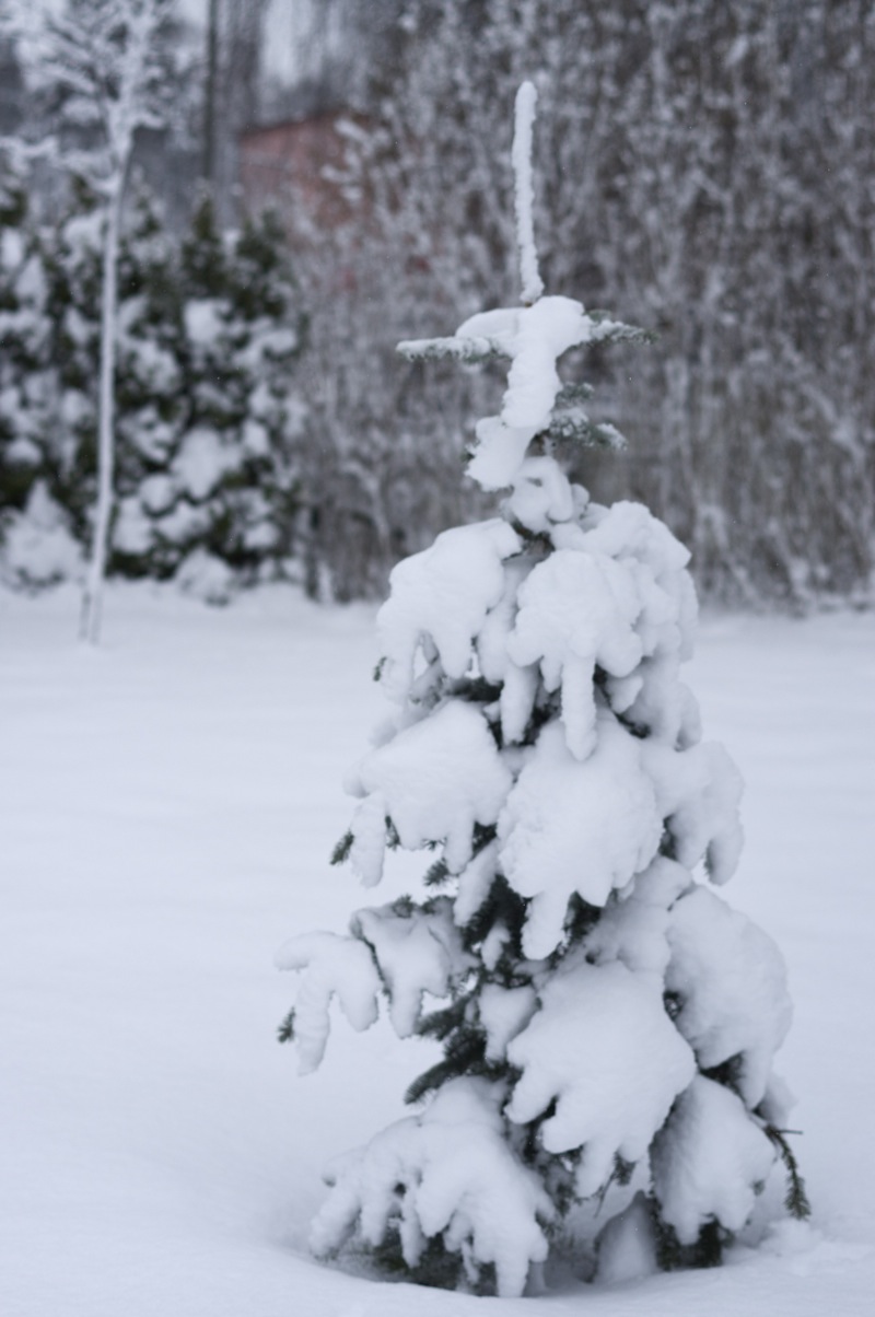tree-snow